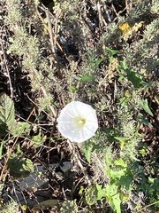 Calystegia macrostegia