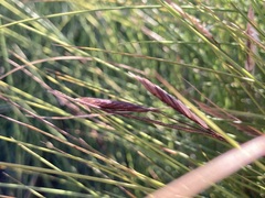 Sporobolus pumilus