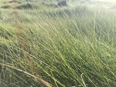 Sporobolus pumilus