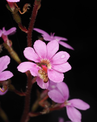 Stylidium productum