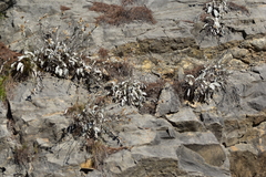 Pentanema verbascifolium