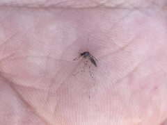 Aedes sollicitans