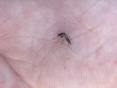 Aedes sollicitans