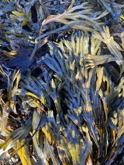 Fucus distichus