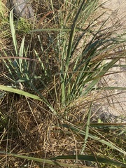 Leymus mollis