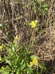 Rhamphospermum arvense