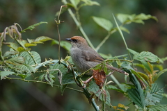 Cisticola chubbi