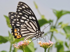 Papilio clytia