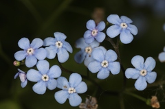 Brunnera macrophylla