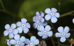 Brunnera macrophylla