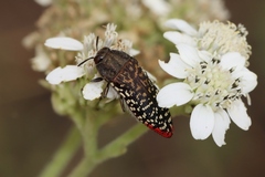Acmaeodera haemorrhoa