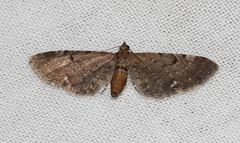 Eupithecia assimilata