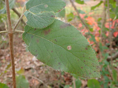 Viburnum macrocephalum
