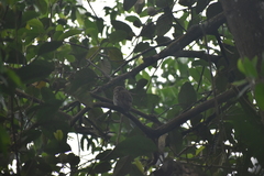 Glaucidium radiatum
