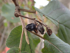Viburnum macrocephalum