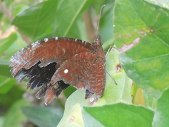 Elymnias hypermnestra