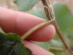 Viburnum macrocephalum