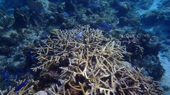 Acropora cervicornis