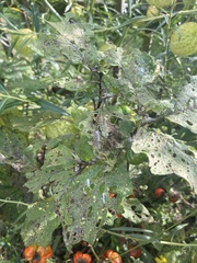 Solanum aethiopicum