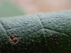 Viburnum macrocephalum