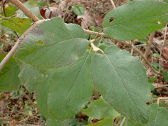 Viburnum macrocephalum