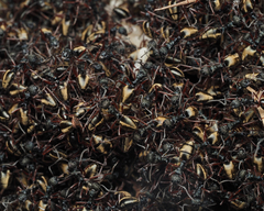 Dolichoderus doriae