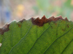 Viburnum macrocephalum