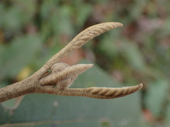 Viburnum macrocephalum