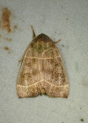 Ipimorpha pleonectusa