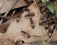 Dolichoderus doriae