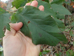 Viburnum macrocephalum