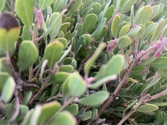Arctostaphylos pumila