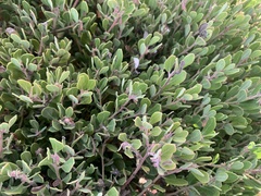 Arctostaphylos pumila