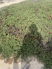 Arctostaphylos pumila