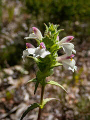 Bellardia trixago