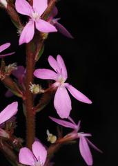 Stylidium productum