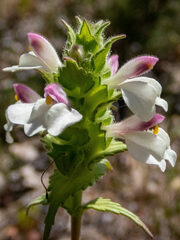 Bellardia trixago
