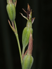 Calochilus paludosus