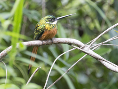 Galbula ruficauda