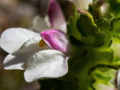 Bellardia trixago