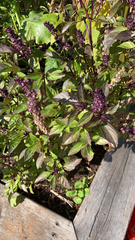 Ocimum basilicum