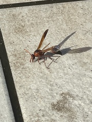 Delta dimidiatipenne