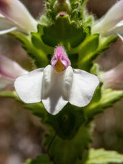 Bellardia trixago