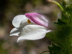 Bellardia trixago