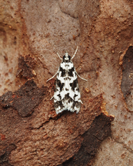 Eudonia aphrodes