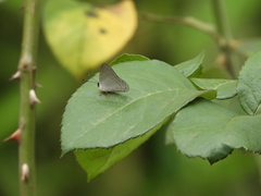 Euselasia eupatra