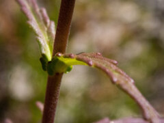 Bellardia trixago