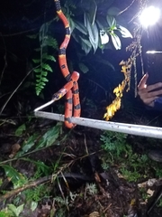 Pliocercus elapoides