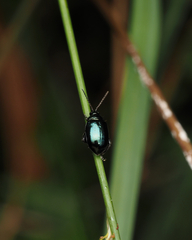 Arsipoda chrysis