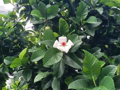 Dillenia philippinensis